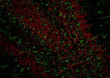 Multi-rAb CoraLite Plus 594-Goat Mouse Recombinant Secondary Antibody (H+L)