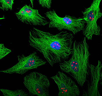 Multi-rAb CoraLite Plus 594-Goat Mouse Recombinant Secondary Antibody (H+L)