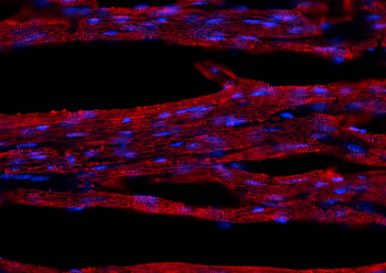 Multi-rAb CoraLite Plus 594-Goat Mouse Recombinant Secondary Antibody (H+L)