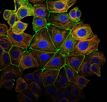 Multi-rAb CoraLite Plus 555-Goat Mouse Recombinant Secondary Antibody (H+L)