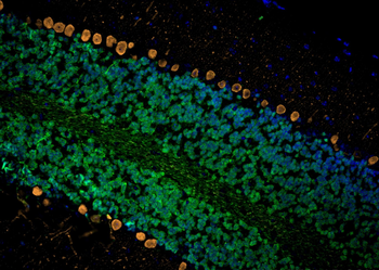 Multi-rAb CoraLite Plus 555-Goat Mouse Recombinant Secondary Antibody (H+L)