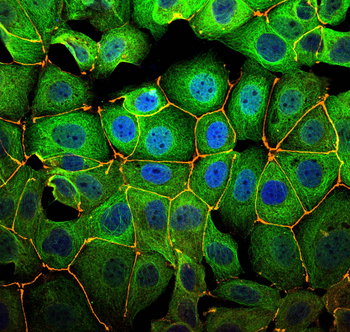 Multi-rAb CoraLite Plus 488-Goat Mouse Recombinant Secondary Antibody (H+L)