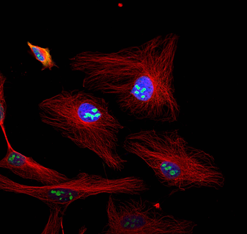 Multi-rAb CoraLite Plus 488-Goat Mouse Recombinant Secondary Antibody (H+L)