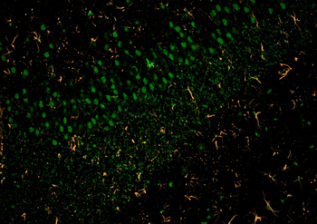 Multi-rAb CoraLite Plus 488-Goat Mouse Recombinant Secondary Antibody (H+L)