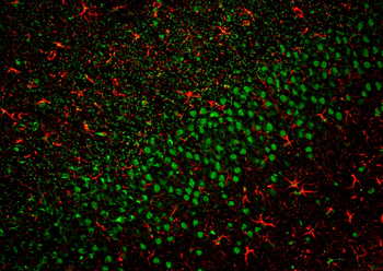 Multi-rAb CoraLite Plus 488-Goat Mouse Recombinant Secondary Antibody (H+L)