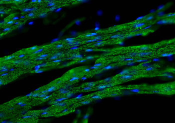 Multi-rAb CoraLite Plus 488-Goat Mouse Recombinant Secondary Antibody (H+L)