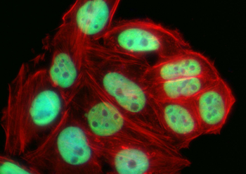 Multi-rAb CoraLite Plus 488-Goat Mouse Recombinant Secondary Antibody (H+L)