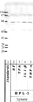Anti-SerpinB9 Rabbit Polyclonal Antibody