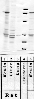 Anti-TMPRSS7 Rabbit Polyclonal Antibody