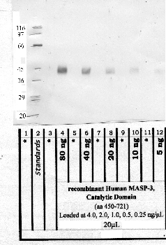 Anti-MASP3 Rabbit Polyclonal Antibody