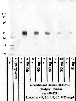 Anti-MASP3 Rabbit Polyclonal Antibody