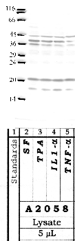 Anti-KLK9 Rabbit Polyclonal Antibody