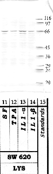 Anti-HTRA1 Rabbit Polyclonal Antibody