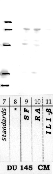 Anti-DPP9 Rabbit Polyclonal Antibody