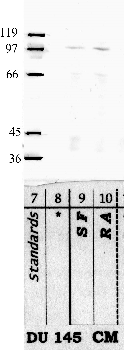 Anti-DPP9 Rabbit Polyclonal Antibody