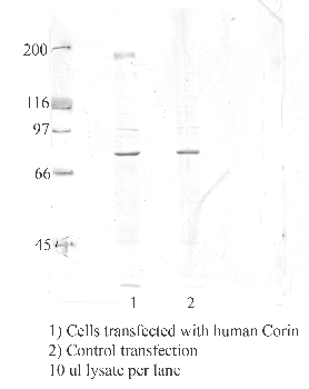 Anti-CORIN Rabbit Polyclonal Antibody