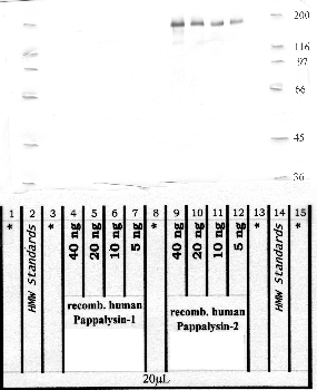 Anti-PAPPA2 Rabbit Polyclonal Antibody