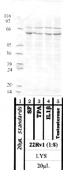 Anti-MMP25 Rabbit Polyclonal Antibody