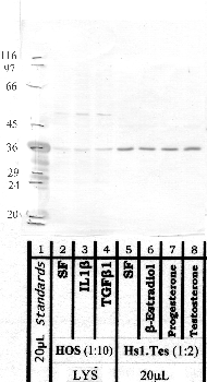 Anti-MMP20 Rabbit Polyclonal Antibody