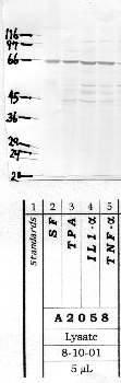 Anti-MMP16 Rabbit Polyclonal Antibody