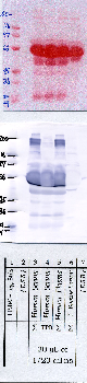 Anti-ADAMTS13 Rabbit Polyclonal Antibody