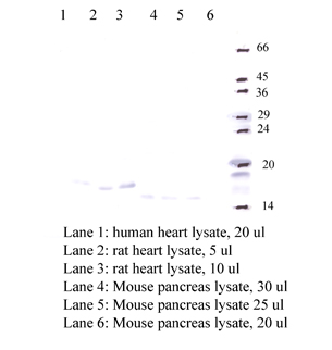 Anti-CST9 Rabbit Polyclonal Antibody