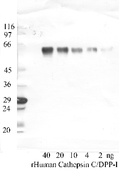 Anti-CTSC Rabbit Polyclonal Antibody