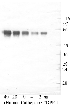 Anti-CTSC Rabbit Polyclonal Antibody