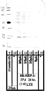 Anti-CPNS1 Rabbit Polyclonal Antibody