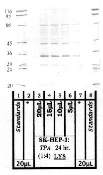 Anti-CPNS1 Rabbit Polyclonal Antibody