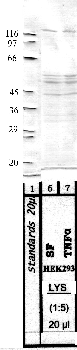 Anti-NAPSA Rabbit Polyclonal Antibody