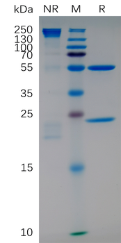 ITGA4 Biosimilar Antibody