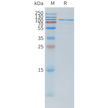 Mouse SLAMF7 Protein, hFc Tag
