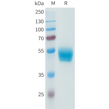 Mouse BAFF Protein, hFc Tag