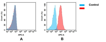 TREM2 Antibody