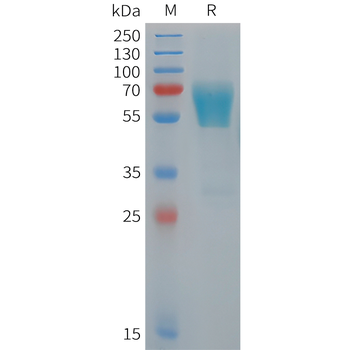 Human TNF beta Protein