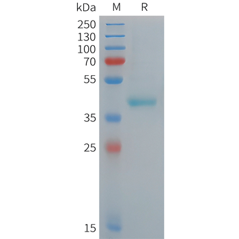 Human CCL16 Protein