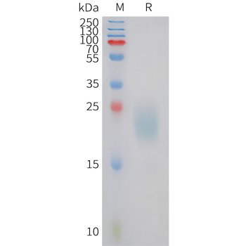Human IL-8 (C-6His) Protein