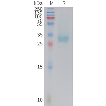 Human IL-12 Protein