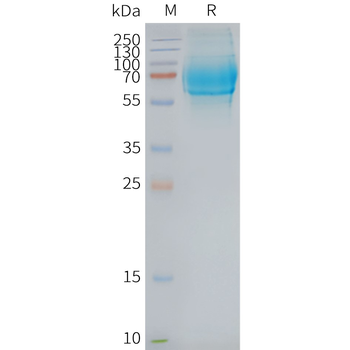 Human GCGR full length protein-synthetic nanodisc