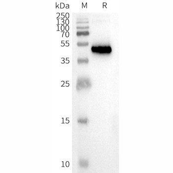 Human CCR8 full length protein-synthetic nanodisc