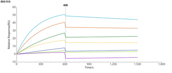 Human CCR8 full length protein-synthetic nanodisc