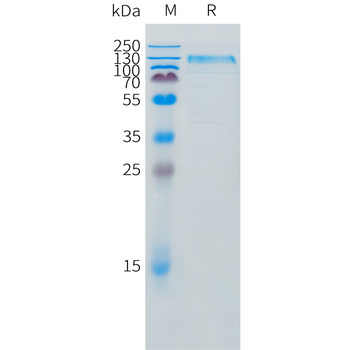Cynomolgus CD3E Protein, hFc Tag