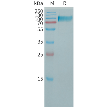 Human BCMA(22-54) Protein, mFc Tag