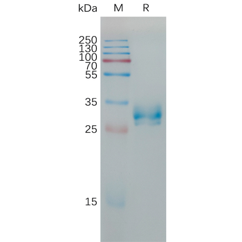 Human TREML1 Protein, hFc Tag