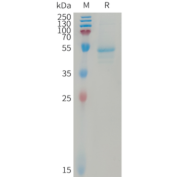 Hepatitis B virus HBSAG Protein, hFc Tag
