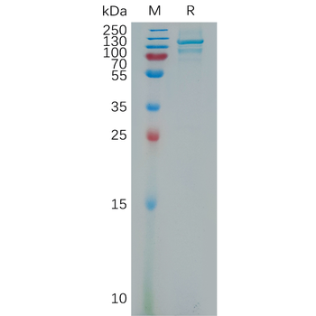 Human LILRB5 Protein, His Tag