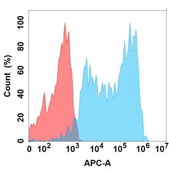 APP Antibody