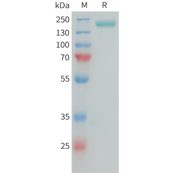 Human CDH3(108-215) Protein, hFc Tag