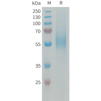 Human CRTAM Protein, hFc Tag